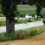 How to Develop a Post-Show Follow-Up Strategy for Auto Shows: 11xplay.online login, Laser book 247.com, Tigerexch247